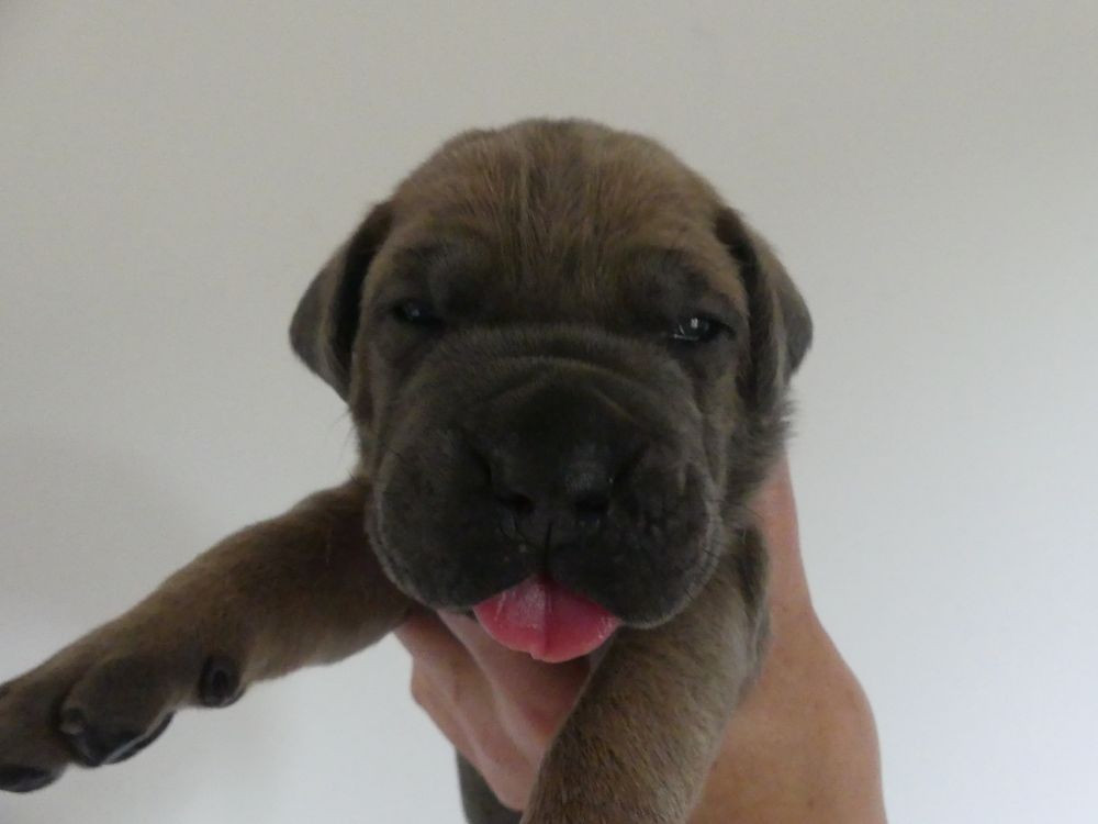 Des Gardiens De Cebenna - Chiots disponibles - Cane Corso