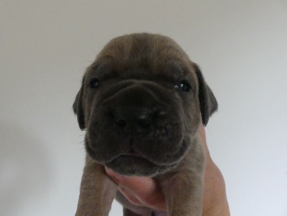 Des Gardiens De Cebenna - Chiots disponibles - Cane Corso