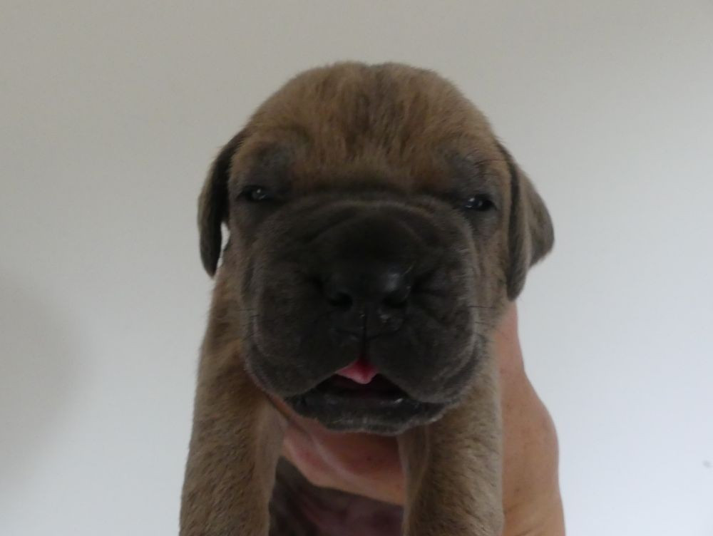 Des Gardiens De Cebenna - Chiots disponibles - Cane Corso