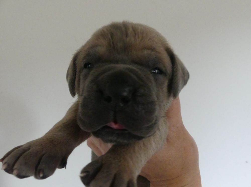 Des Gardiens De Cebenna - Chiots disponibles - Cane Corso