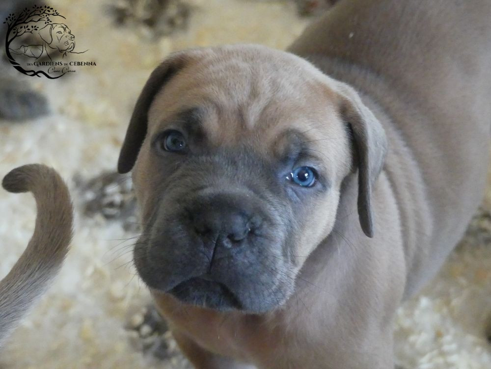 Des Gardiens De Cebenna - Chiots disponibles - Cane Corso