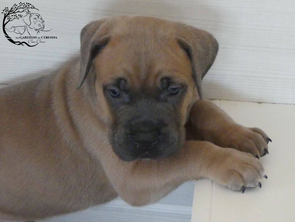 Des Gardiens De Cebenna - Chiots disponibles - Cane Corso