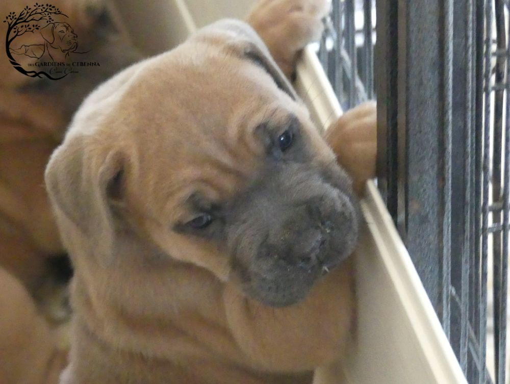 Des Gardiens De Cebenna - Chiots disponibles - Cane Corso