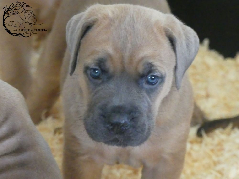Des Gardiens De Cebenna - Chiots disponibles - Cane Corso
