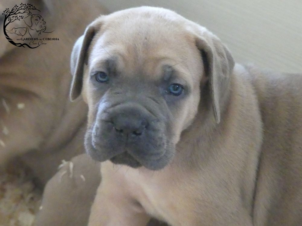 Des Gardiens De Cebenna - Chiots disponibles - Cane Corso