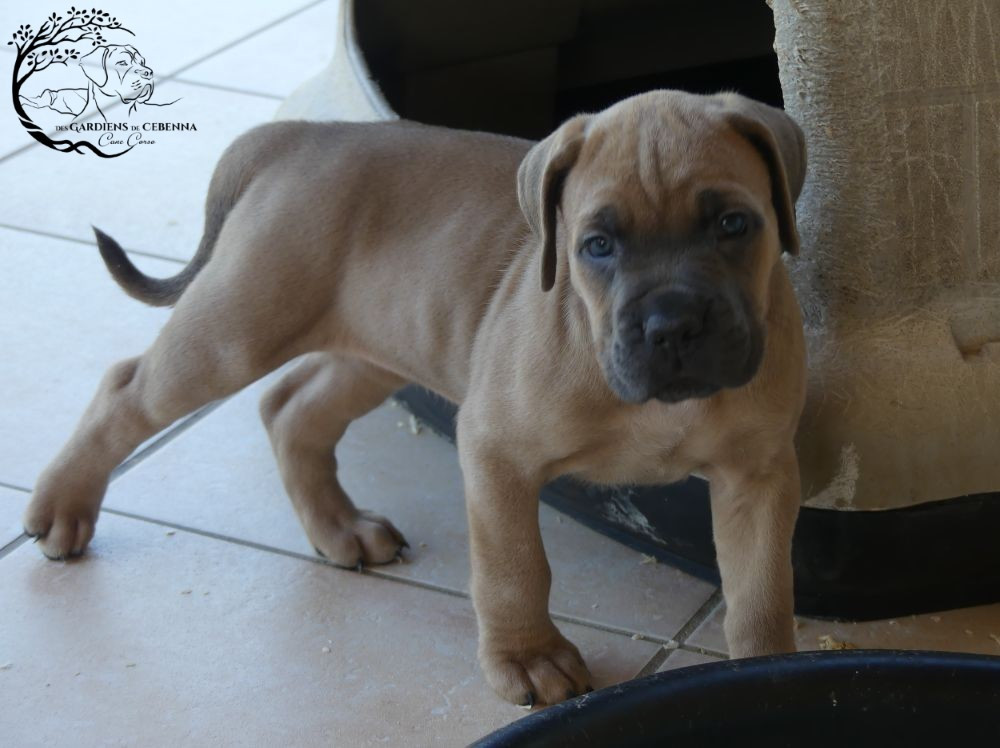 Des Gardiens De Cebenna - Chiots disponibles - Cane Corso