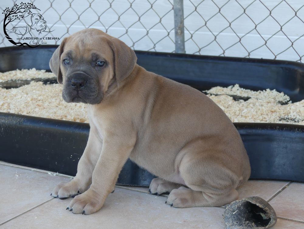 Des Gardiens De Cebenna - Chiots disponibles - Cane Corso