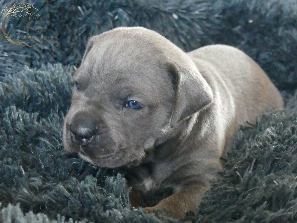 Des Gardiens De Cebenna - Chiots disponibles - Cane Corso