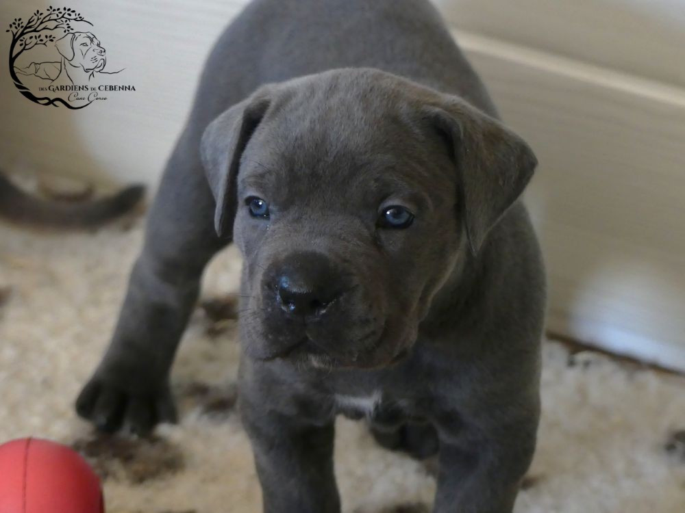 Des Gardiens De Cebenna - Chiots disponibles - Cane Corso