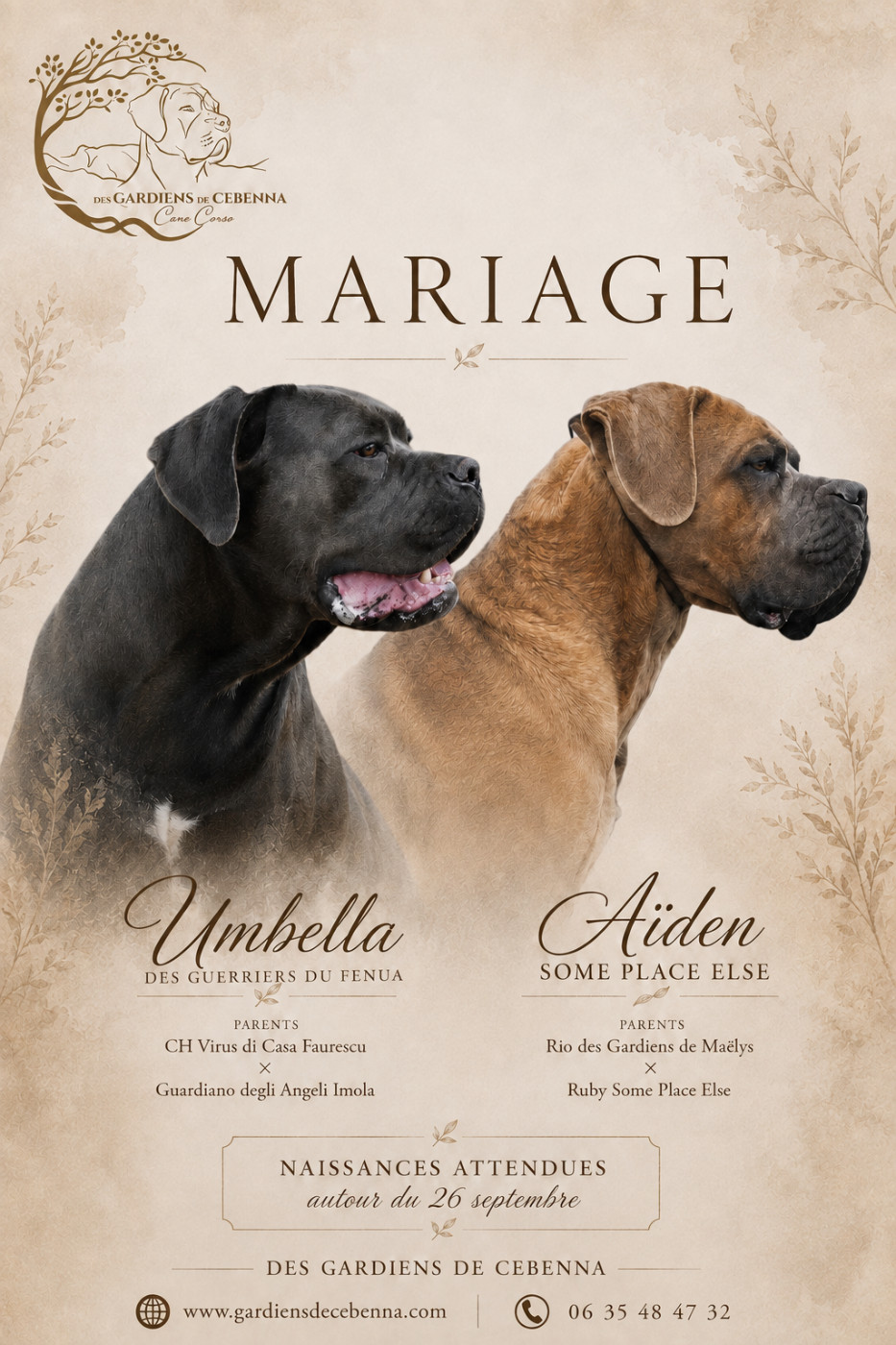 Chiot Cane Corso Des Gardiens De Cebenna