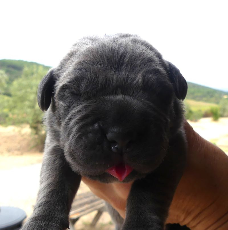 Des Gardiens De Cebenna - Chiots disponibles - Cane Corso