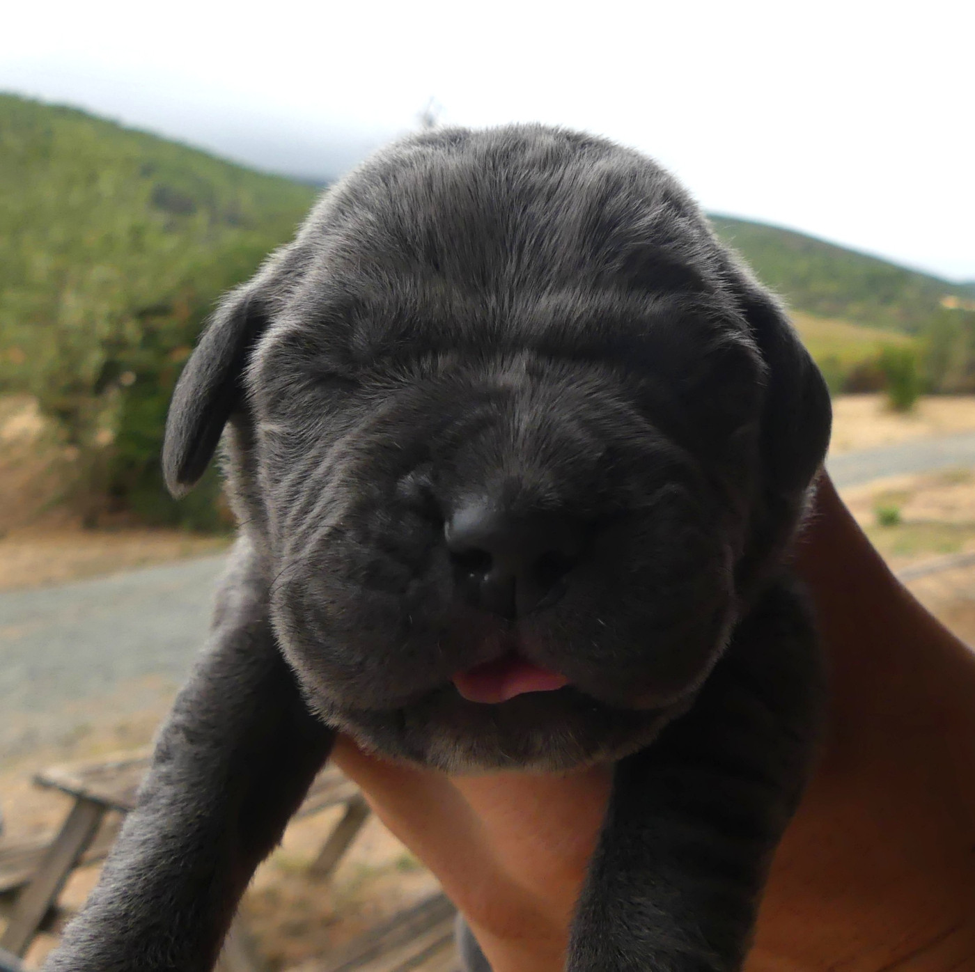 Des Gardiens De Cebenna - Chiots disponibles - Cane Corso