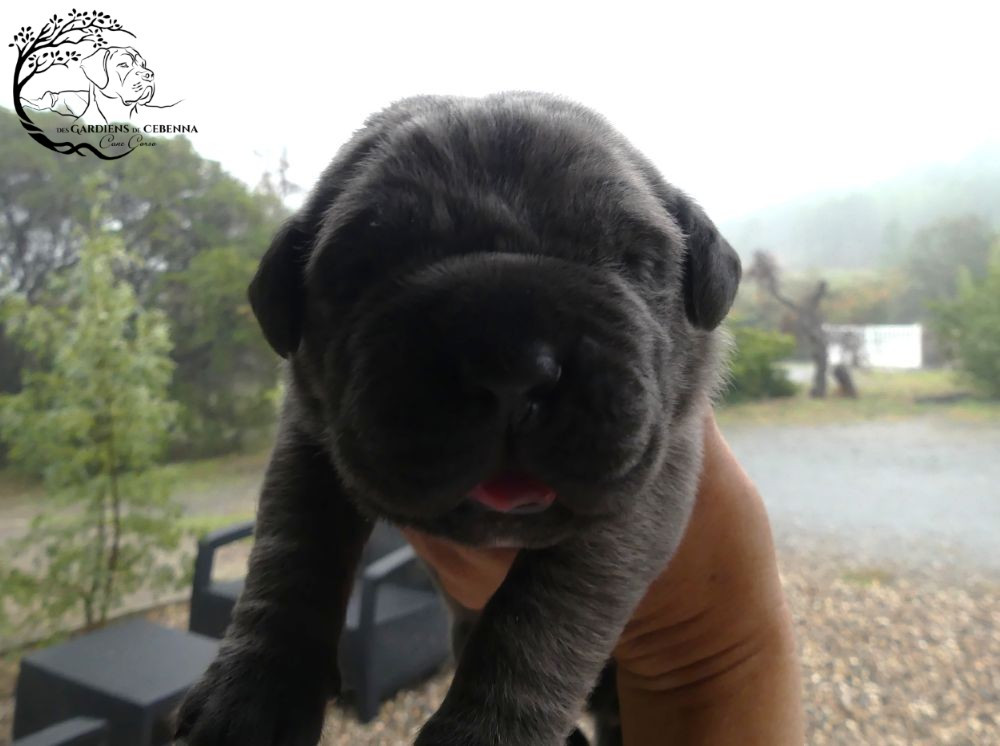 Des Gardiens De Cebenna - Chiots disponibles - Cane Corso
