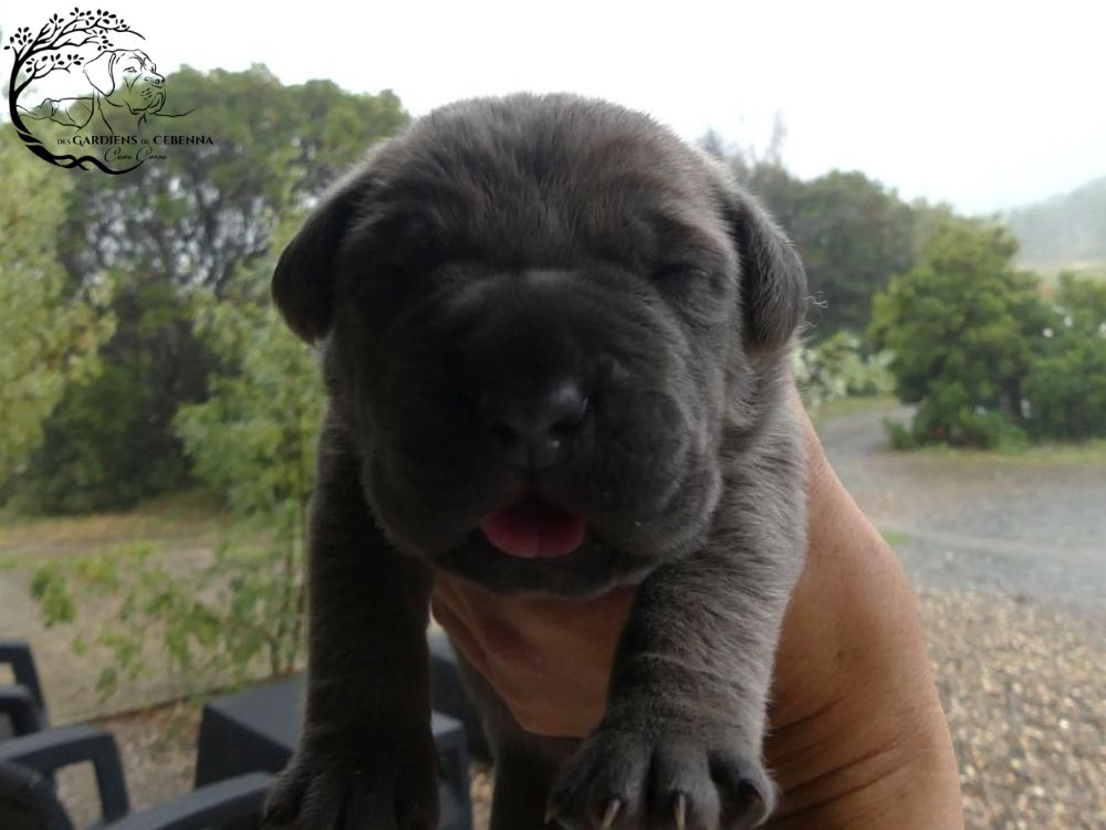 Des Gardiens De Cebenna - Chiots disponibles - Cane Corso