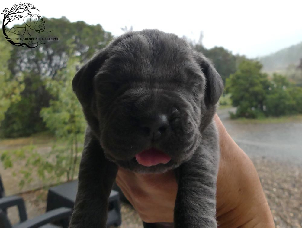 Des Gardiens De Cebenna - Chiots disponibles - Cane Corso