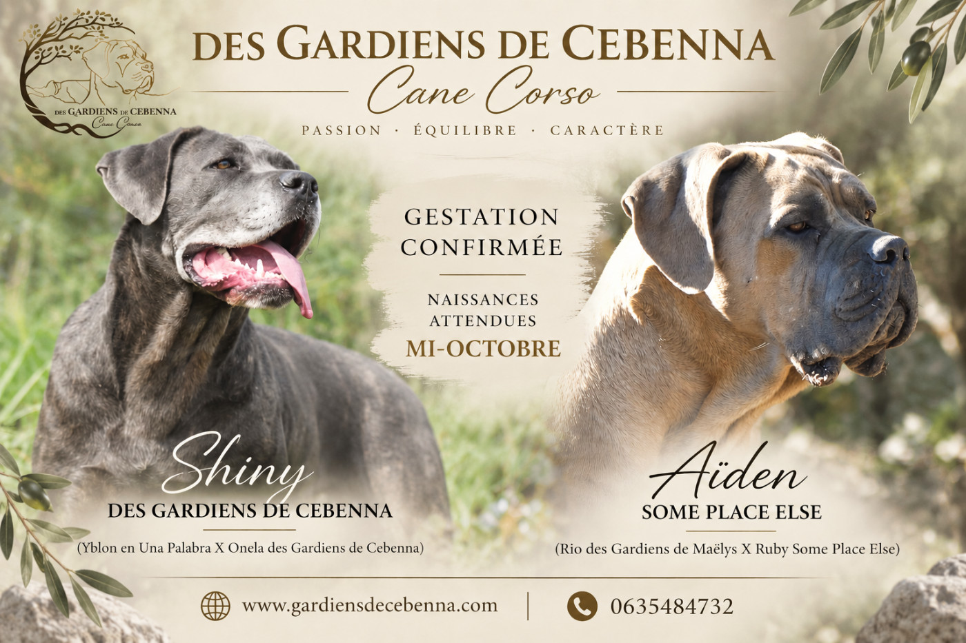 Chiot Cane Corso Des Gardiens De Cebenna
