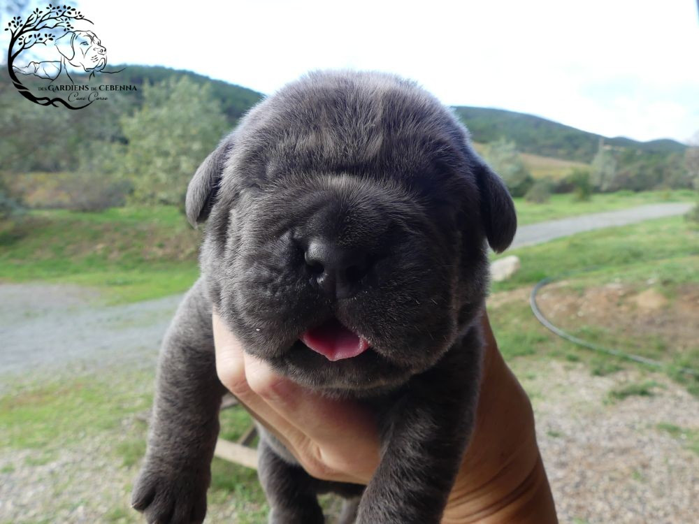 Des Gardiens De Cebenna - Chiots disponibles - Cane Corso