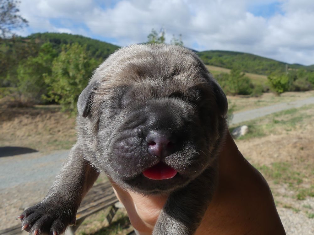 Des Gardiens De Cebenna - Chiots disponibles - Cane Corso