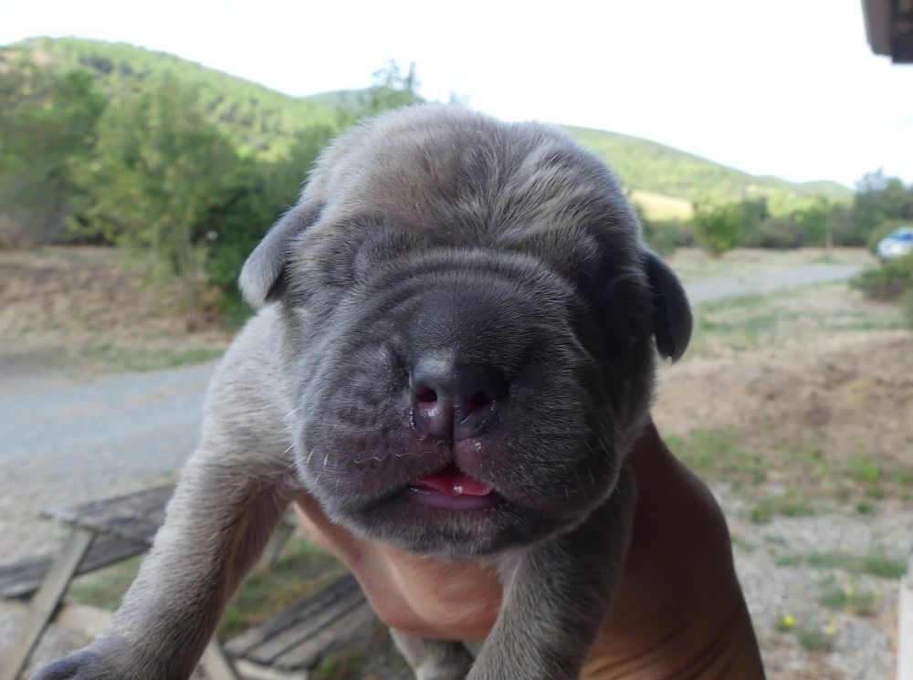 Des Gardiens De Cebenna - Chiots disponibles - Cane Corso