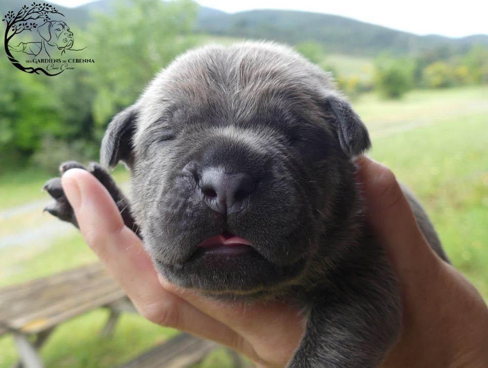 Des Gardiens De Cebenna - Chiots disponibles - Cane Corso