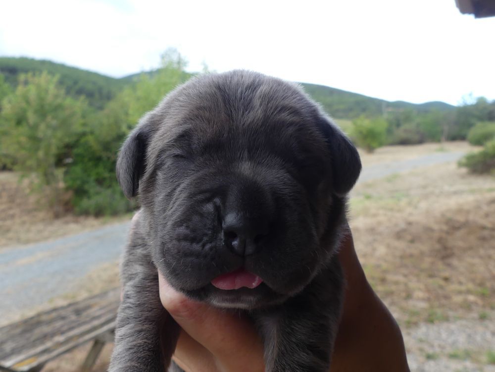 Des Gardiens De Cebenna - Chiots disponibles - Cane Corso