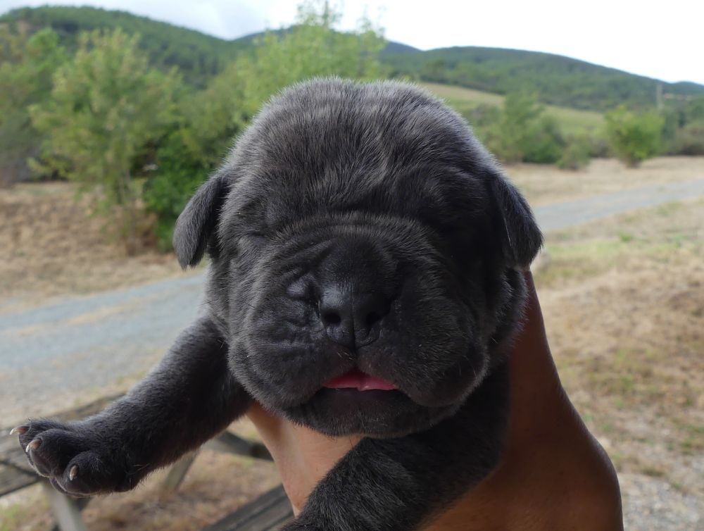 Des Gardiens De Cebenna - Chiots disponibles - Cane Corso