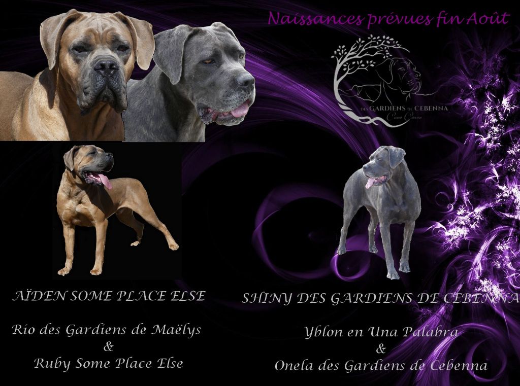 Des Gardiens De Cebenna - Cane Corso - Portée née le 23/08/2025