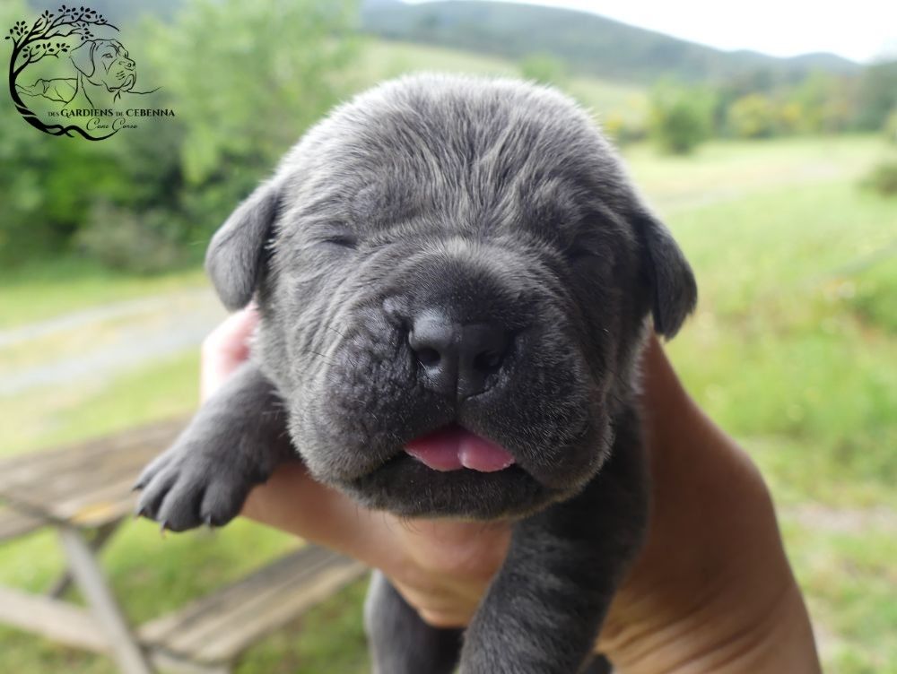 Des Gardiens De Cebenna - Chiots disponibles - Cane Corso
