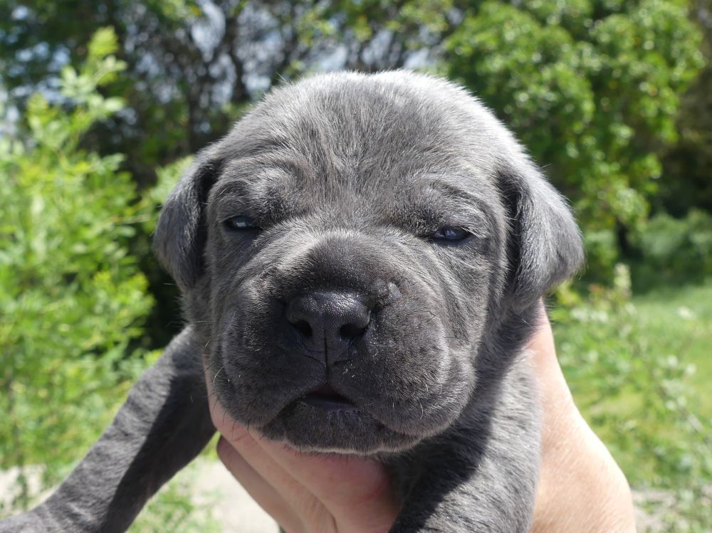 Des Gardiens De Cebenna - Chiots disponibles - Cane Corso