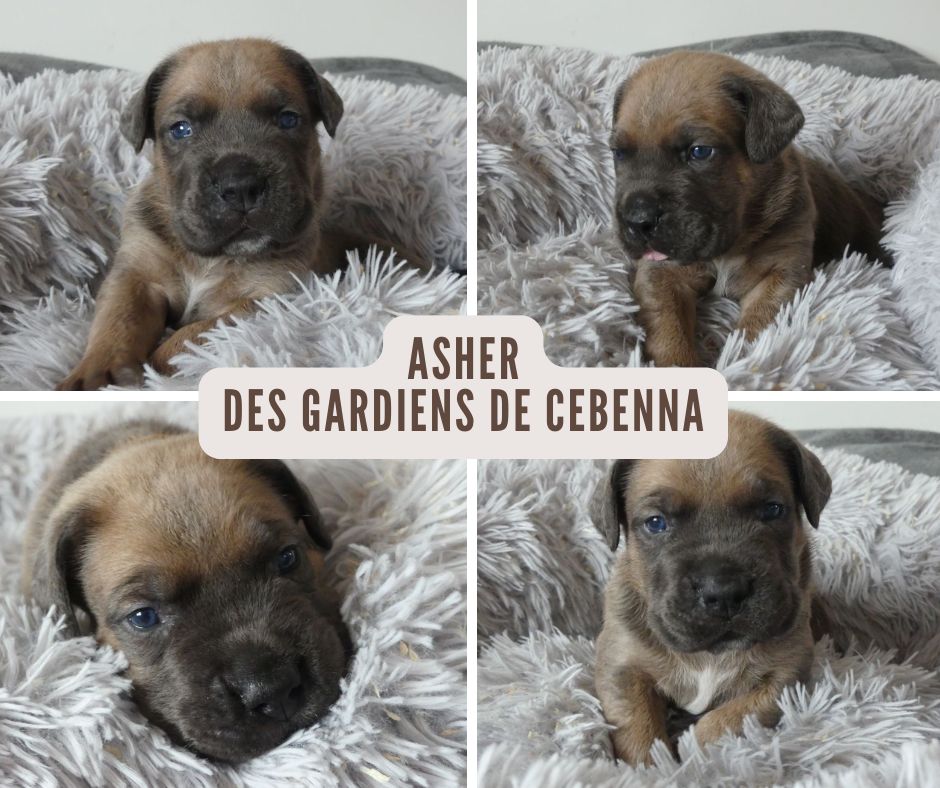 Des Gardiens De Cebenna - Chiots disponibles - Cane Corso