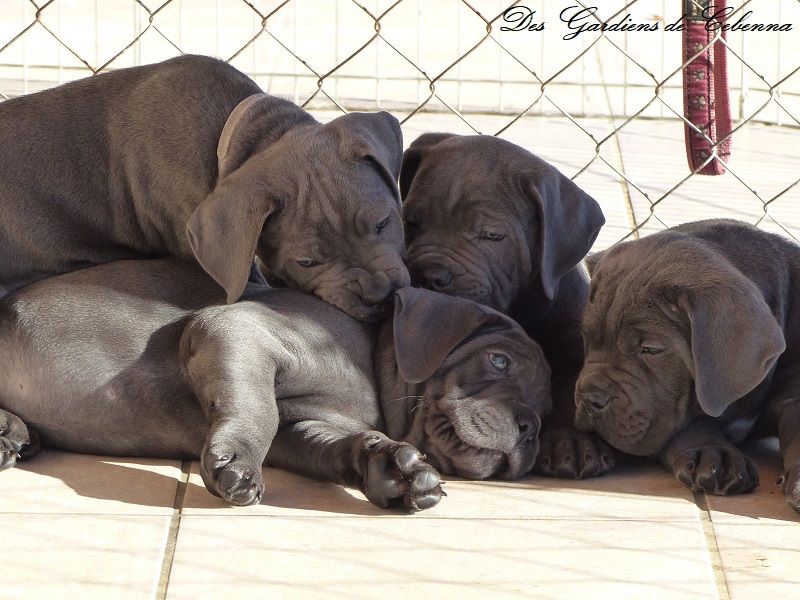 Des Gardiens De Cebenna - Cane Corso - Portée née le 04/10/2017