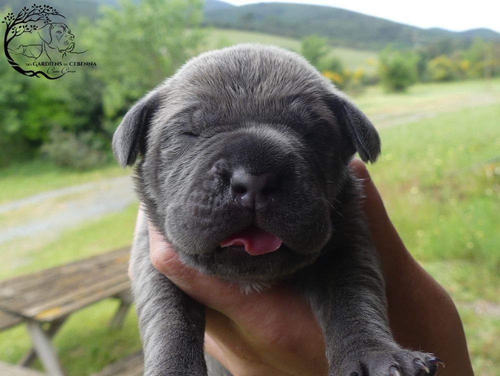 Des Gardiens De Cebenna - Chiots disponibles - Cane Corso