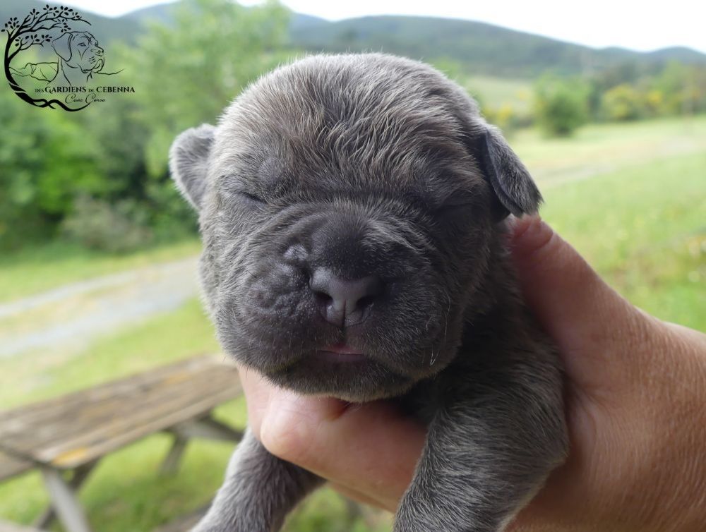 Des Gardiens De Cebenna - Chiots disponibles - Cane Corso