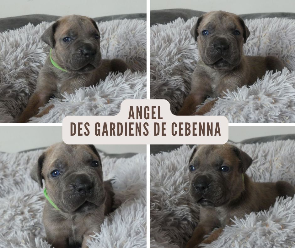 Des Gardiens De Cebenna - Chiots disponibles - Cane Corso