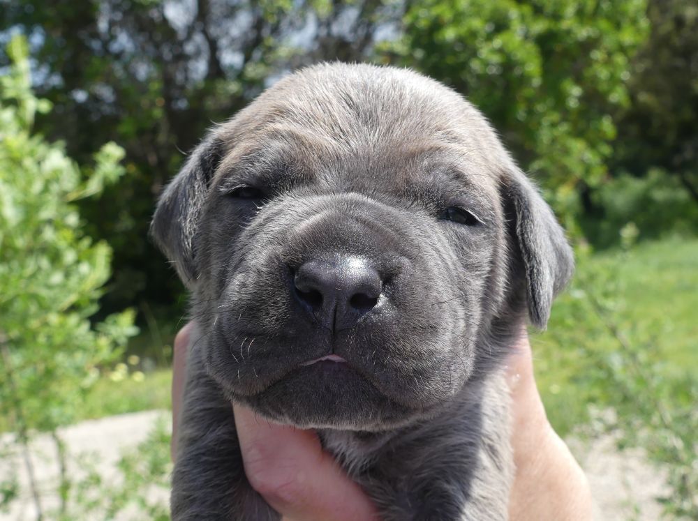 Des Gardiens De Cebenna - Chiots disponibles - Cane Corso