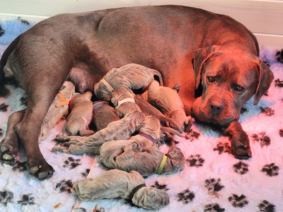 Des Gardiens De Cebenna - Chiots disponibles - Cane Corso