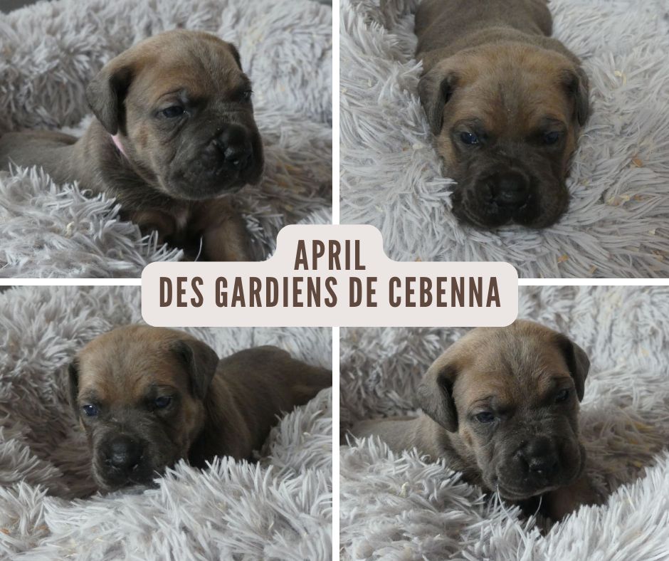 Des Gardiens De Cebenna - Chiots disponibles - Cane Corso