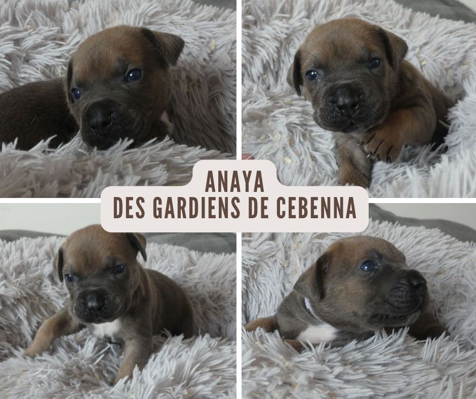 Des Gardiens De Cebenna - Chiots disponibles - Cane Corso