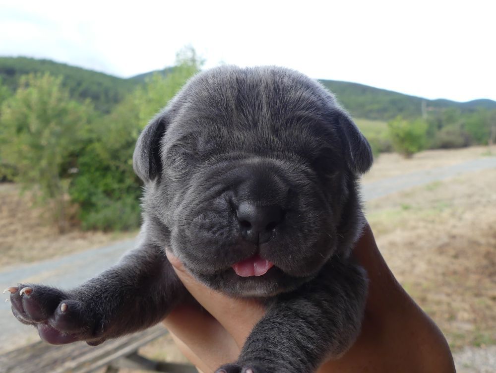 Des Gardiens De Cebenna - Chiots disponibles - Cane Corso