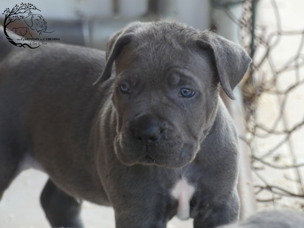 Des Gardiens De Cebenna - Chiots disponibles - Cane Corso