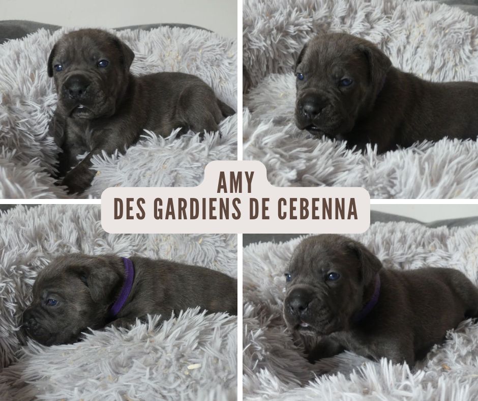 Des Gardiens De Cebenna - Chiots disponibles - Cane Corso
