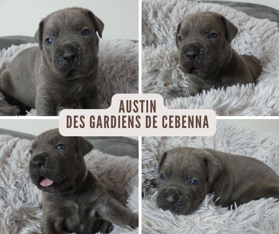 Des Gardiens De Cebenna - Chiots disponibles - Cane Corso