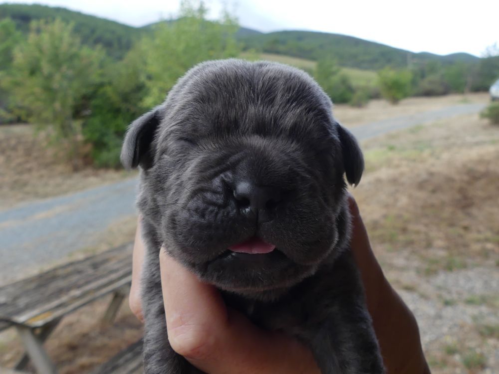 Des Gardiens De Cebenna - Chiots disponibles - Cane Corso