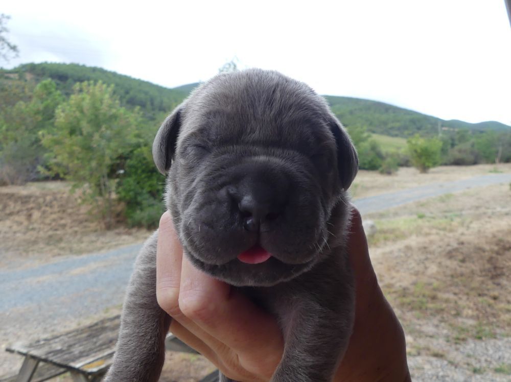 Des Gardiens De Cebenna - Chiots disponibles - Cane Corso