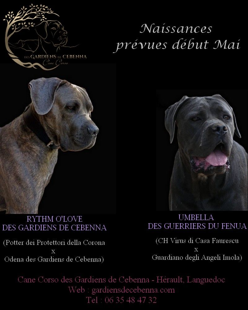 Chiot Cane Corso Des Gardiens De Cebenna