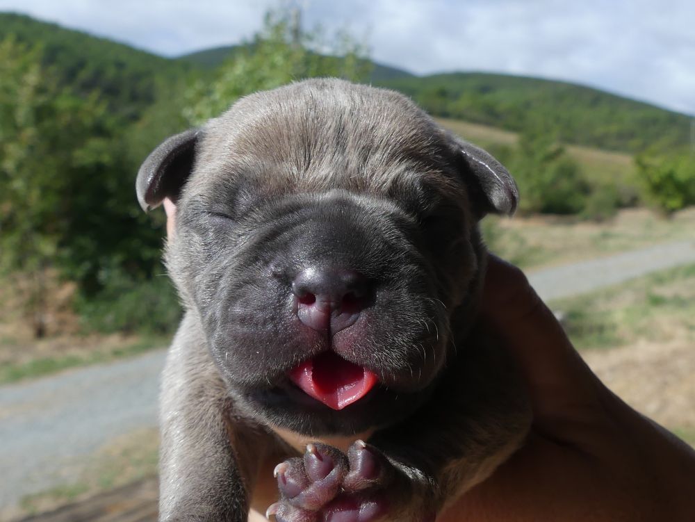 Des Gardiens De Cebenna - Chiots disponibles - Cane Corso