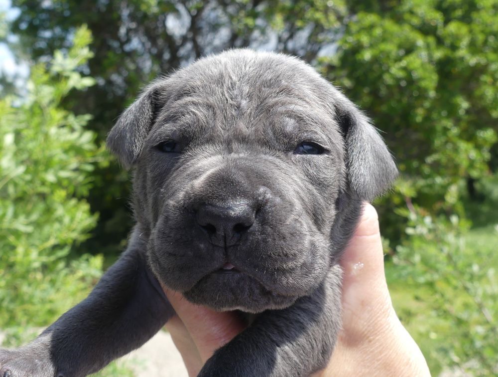 Des Gardiens De Cebenna - Chiots disponibles - Cane Corso