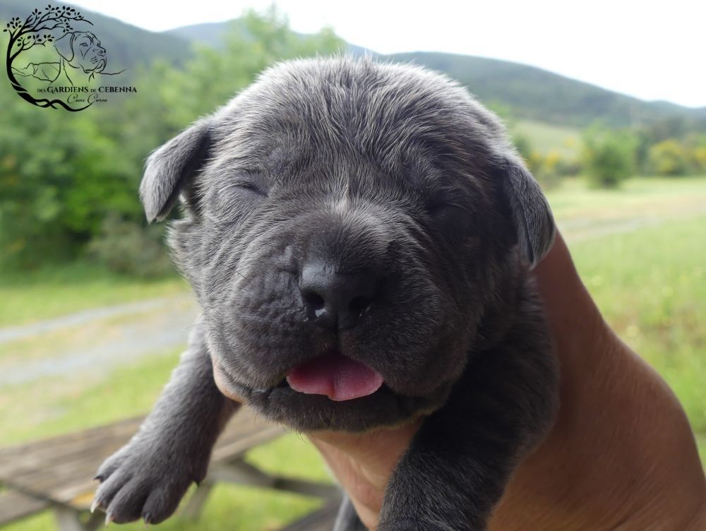Des Gardiens De Cebenna - Chiots disponibles - Cane Corso