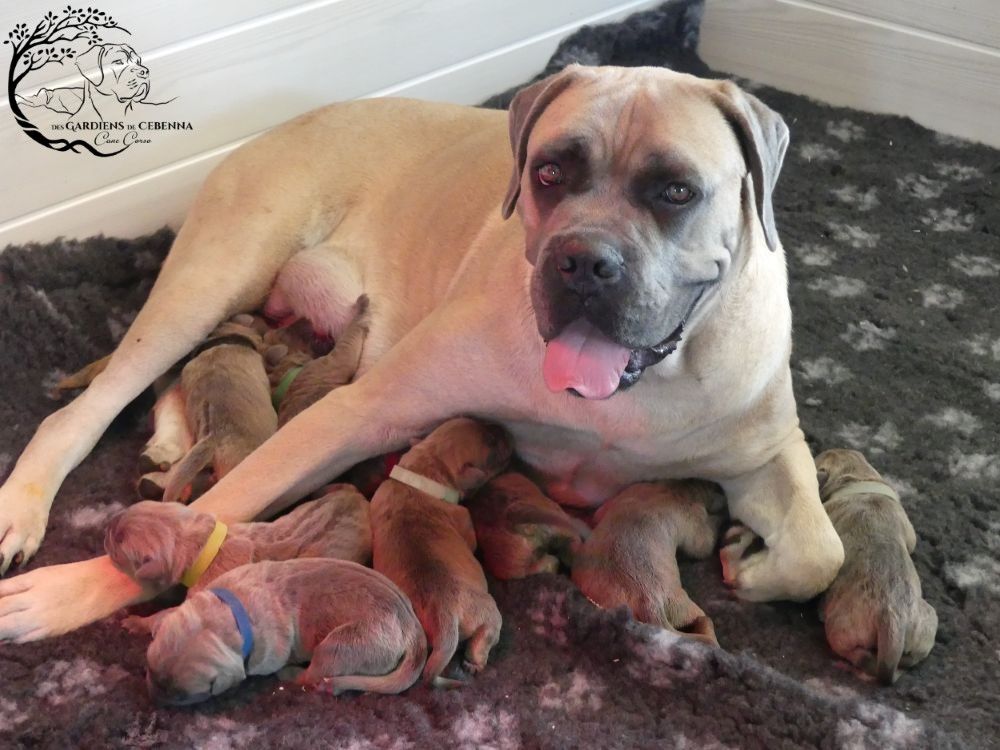 Des Gardiens De Cebenna - Chiots disponibles - Cane Corso