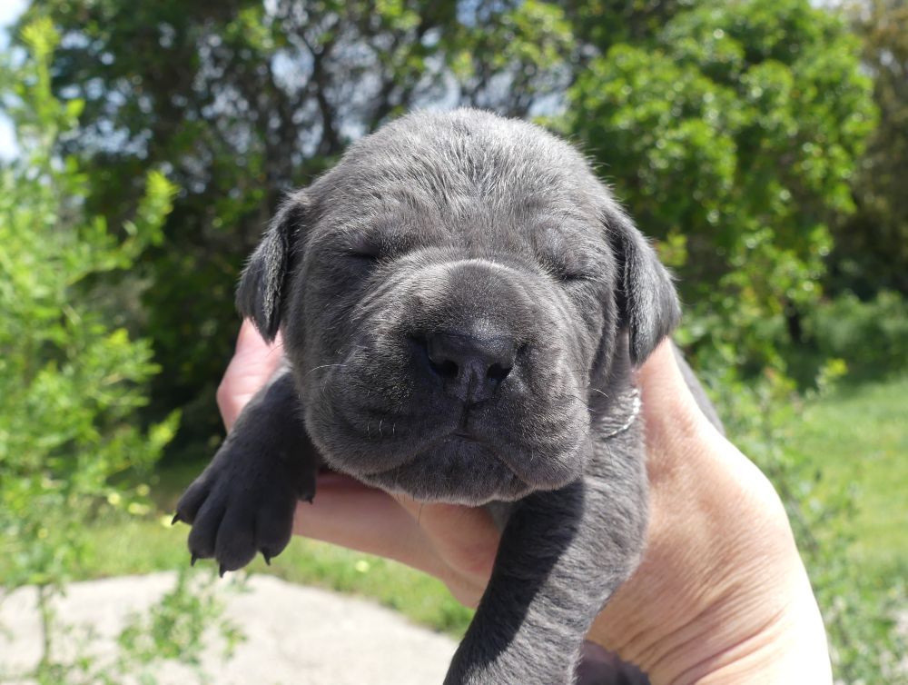Des Gardiens De Cebenna - Chiots disponibles - Cane Corso
